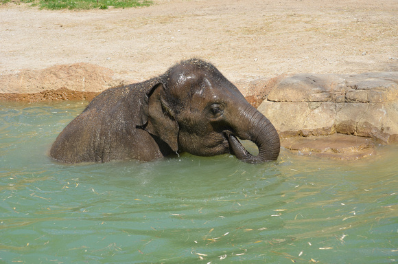Elephants love water